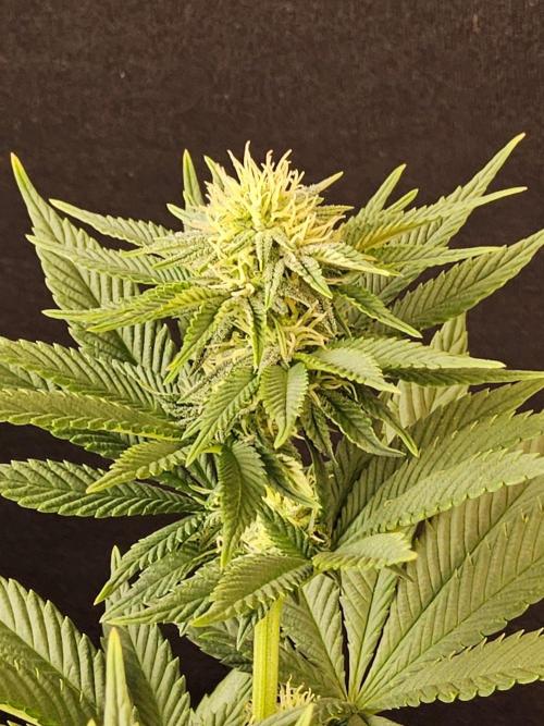 Mexican Sativa. Week 11