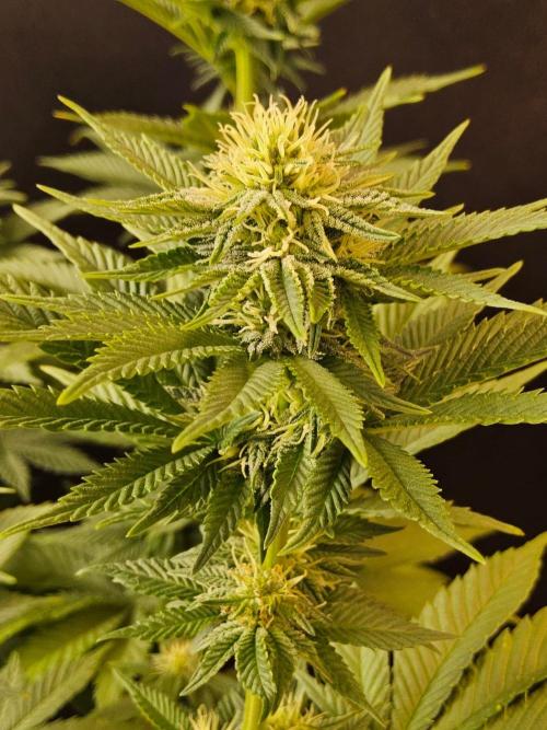 Mexican Sativa. Week 11