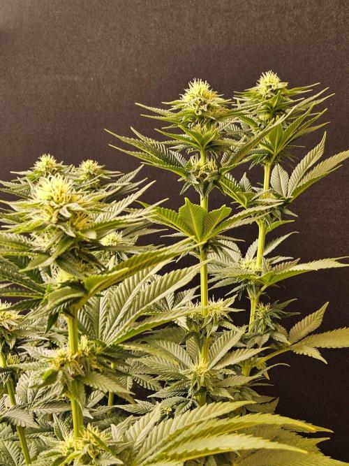 Mexican Sativa. Week 11