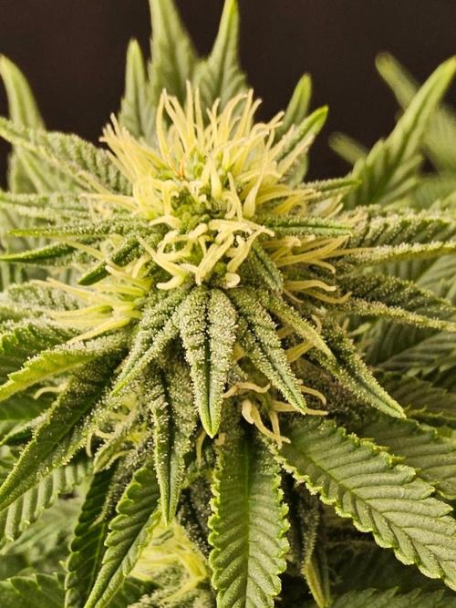 Mexican Sativa. Week 11