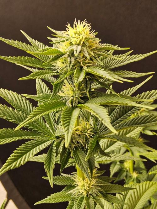 Mexican Sativa. Week 11