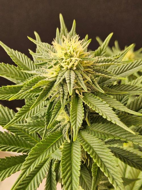 Mexican Sativa. Week 11