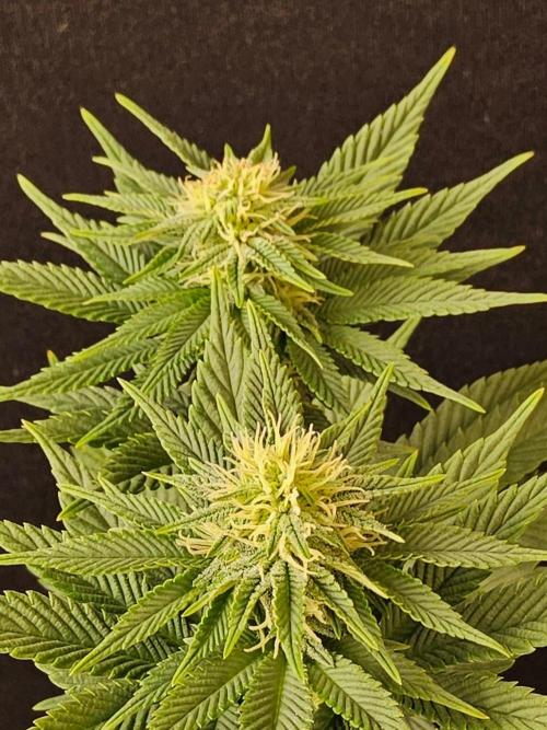 Mexican Sativa. Week 11