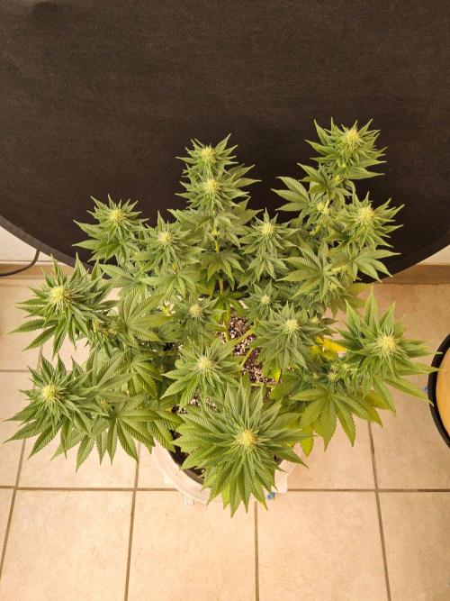 Mexican Sativa. Week 11