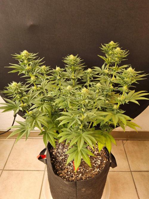 Mexican Sativa. Week 11
