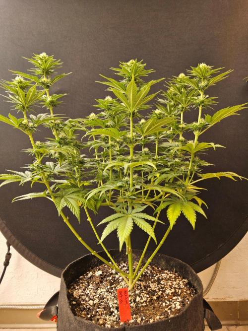 Mexican Sativa. Week 11