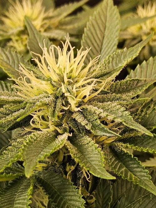 Mexican Sativa. Week 11