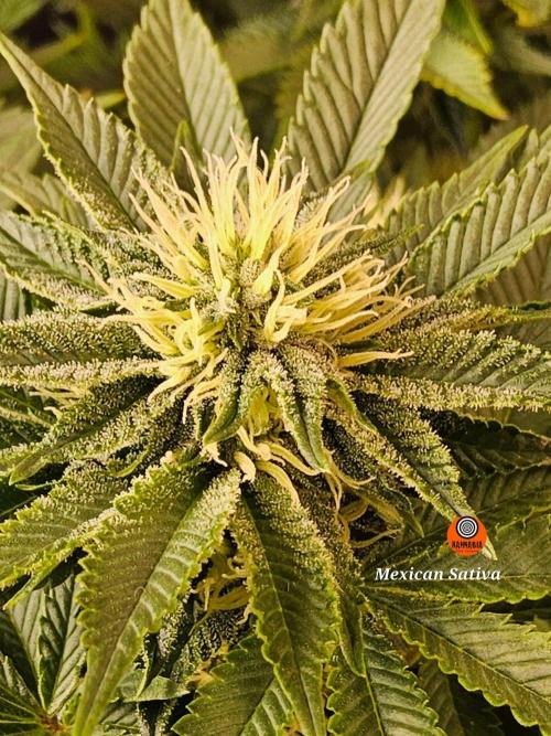 Mexican Sativa. Week 11