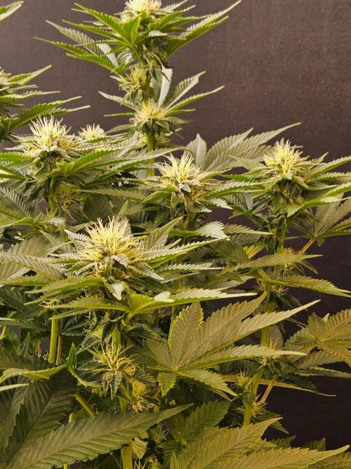 Mexican Sativa. Week 11