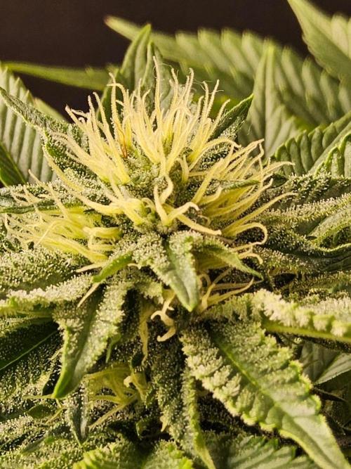 Mexican Sativa. Week 11