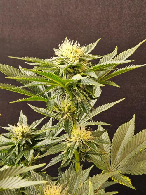 Mexican Sativa. Week 11