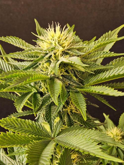 Mexican Sativa. Week 11