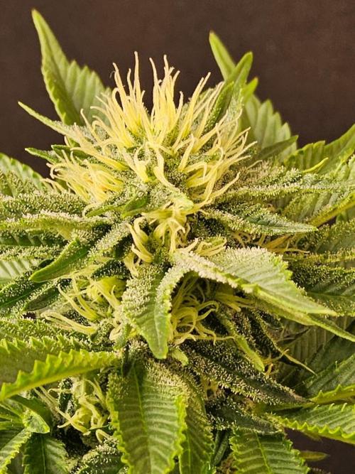 Mexican Sativa. Week 11