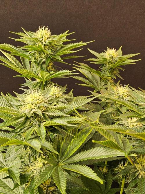 Mexican Sativa. Week 11