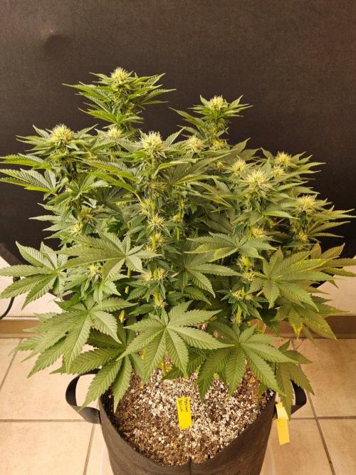 Mexican Sativa. Week 11