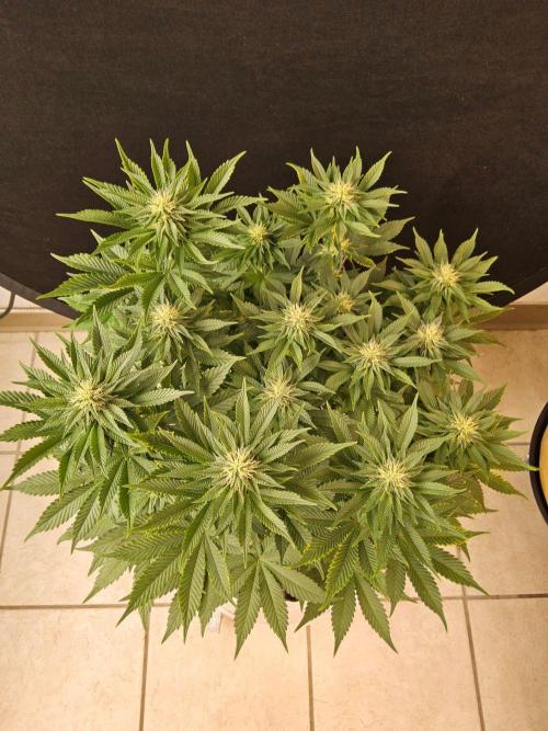 Mexican Sativa. Week 11