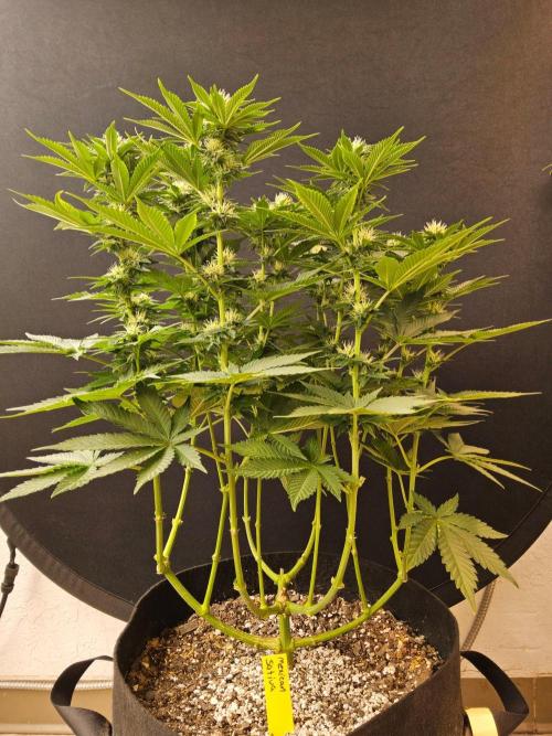 Mexican Sativa. Week 11