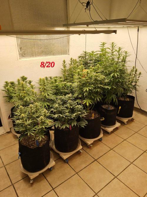 Mexican Sativa. Week 11