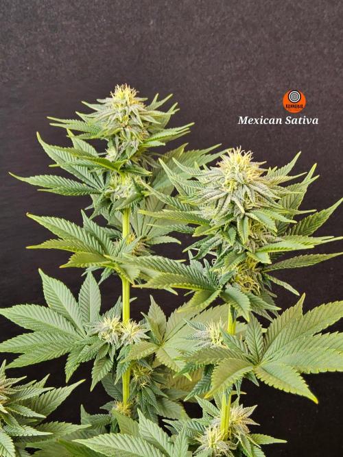 Mexican Sativa. Week 12