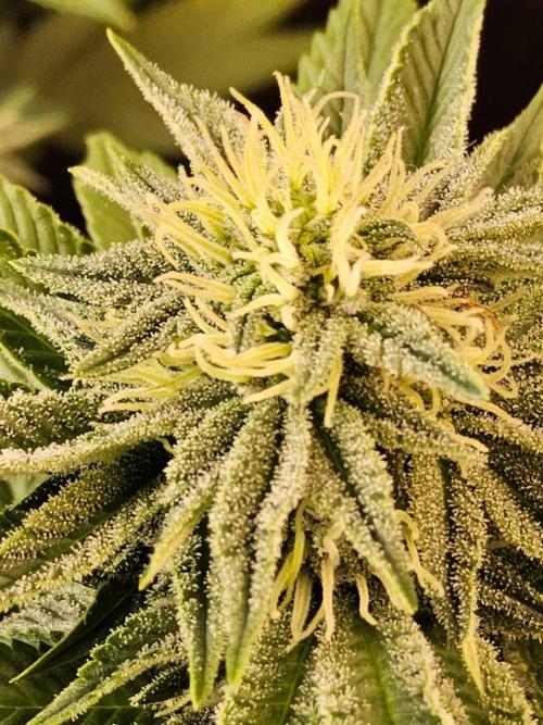 Mexican Sativa. Week 12