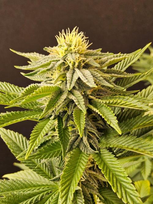 Mexican Sativa. Week 12