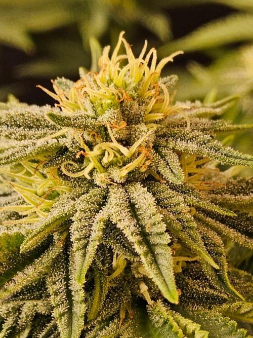 Mexican Sativa. Week 12