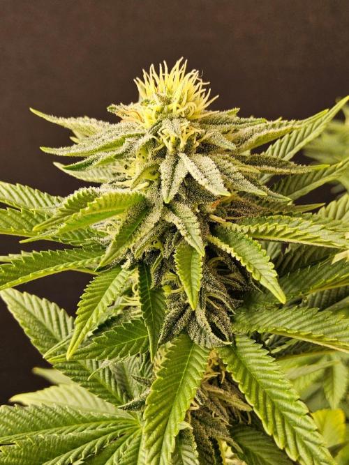 Mexican Sativa. Week 12