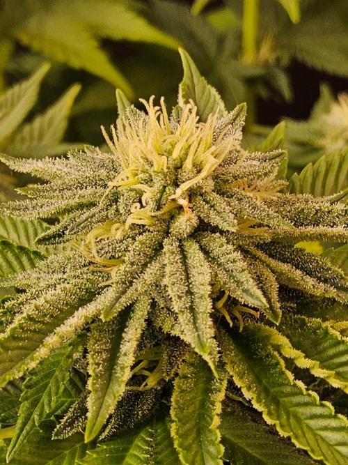 Mexican Sativa. Week 12