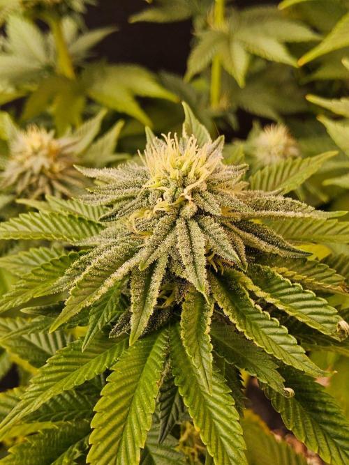 Mexican Sativa. Week 12