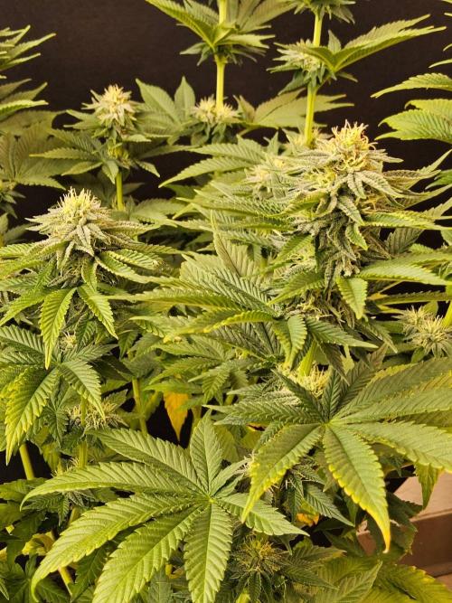 Mexican Sativa. Week 12