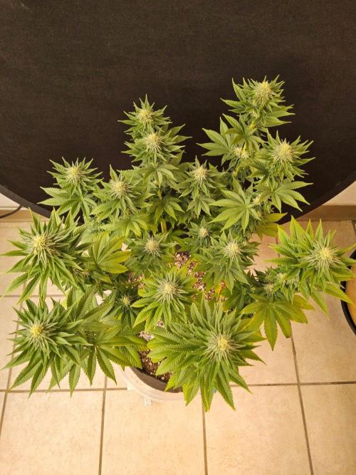 Mexican Sativa. Week 12