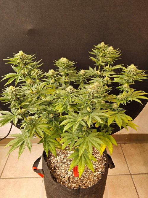 Mexican Sativa. Week 12