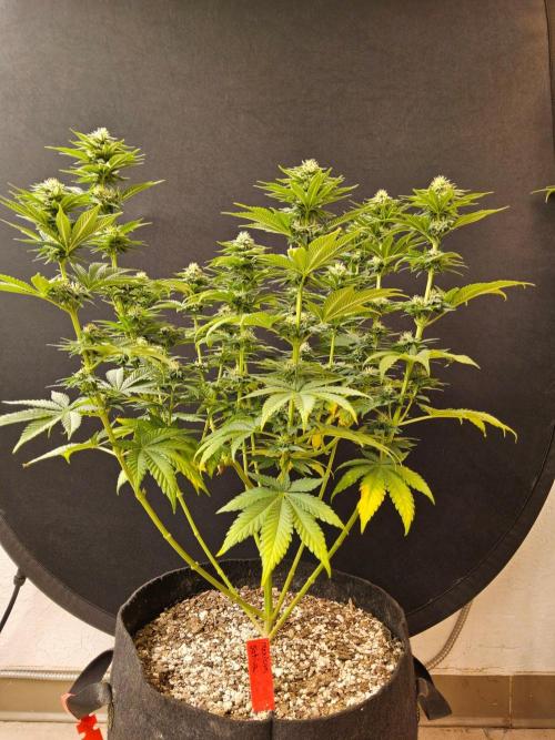 Mexican Sativa. Week 12