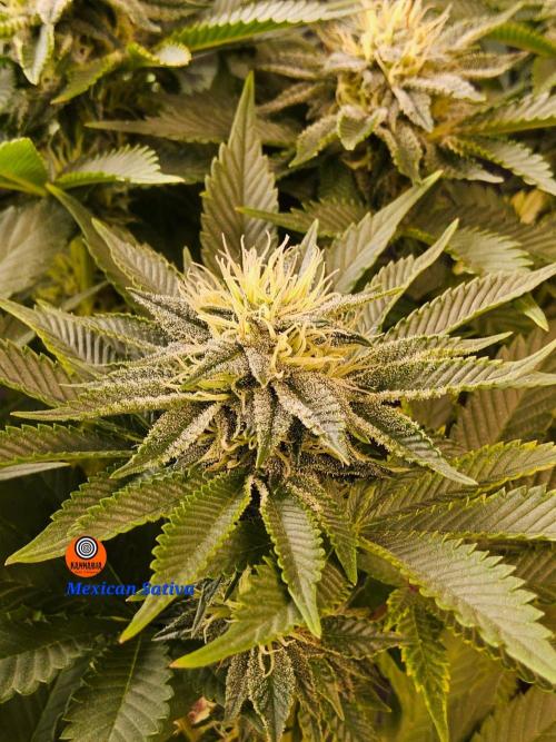 Mexican Sativa. Week 12