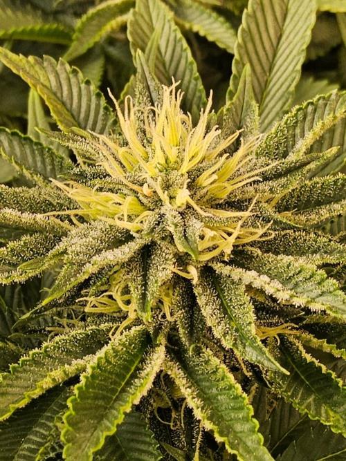 Mexican Sativa. Week 12