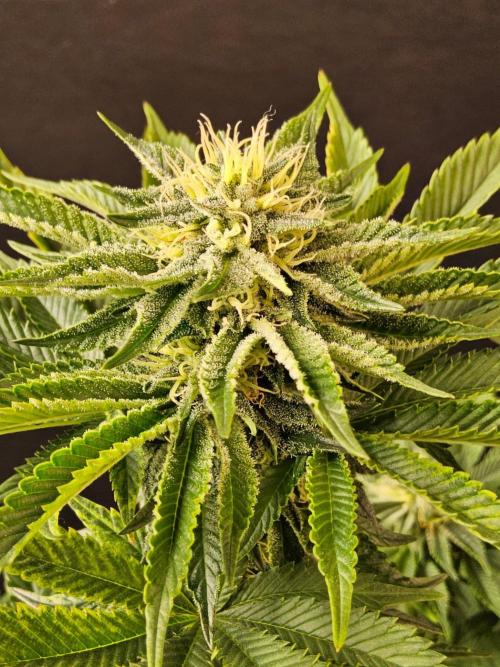 Mexican Sativa. Week 12