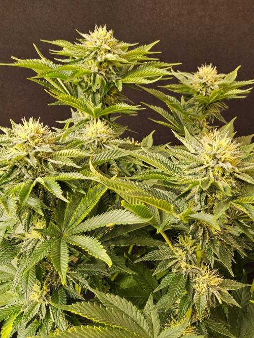 Mexican Sativa. Week 12