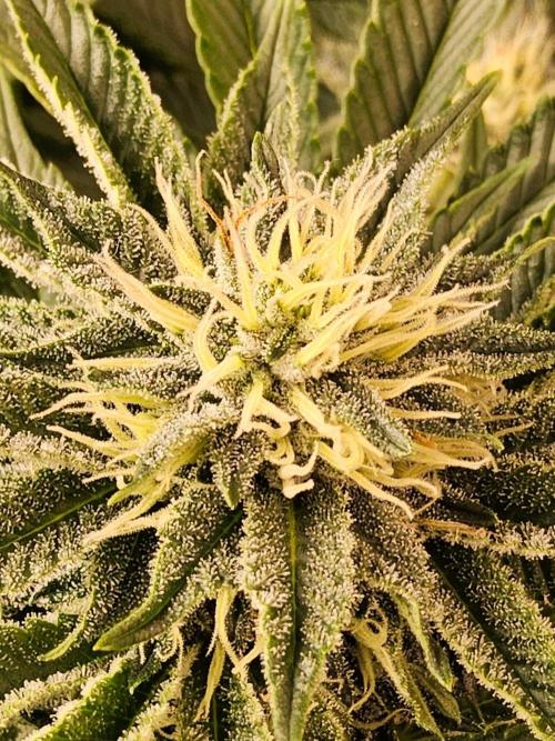 Mexican Sativa. Week 12