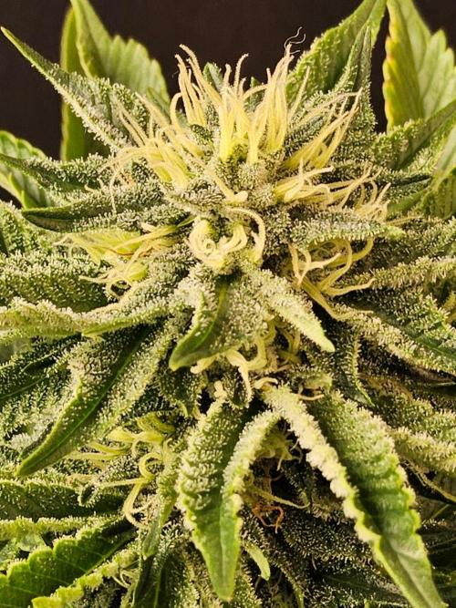 Mexican Sativa. Week 12