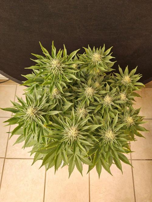 Mexican Sativa. Week 12