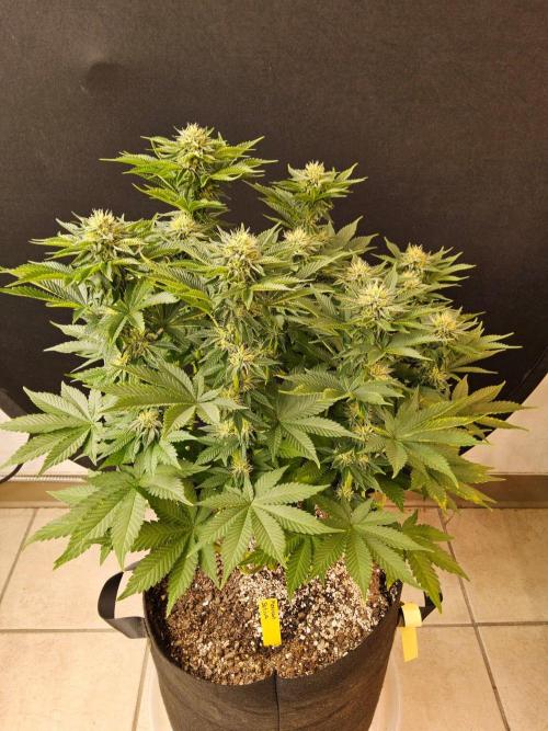 Mexican Sativa. Week 12