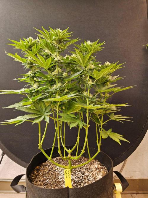 Mexican Sativa. Week 12