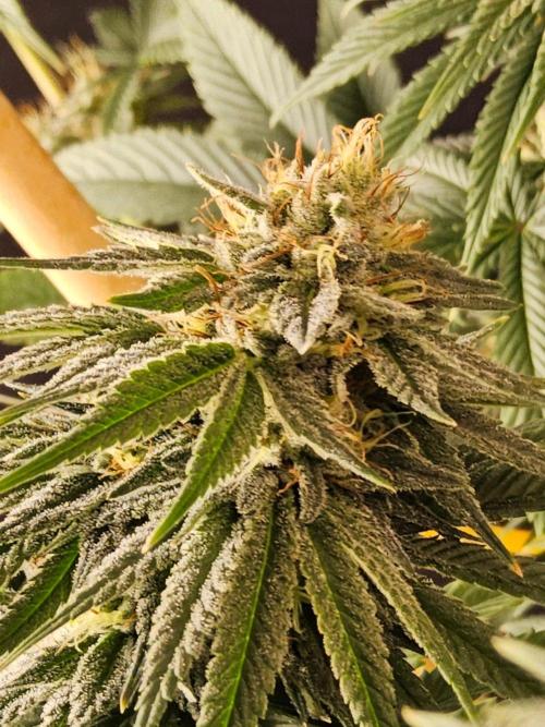 Amnesia go fast. Week 12