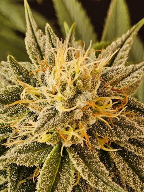 Amnesia go fast. Week 12