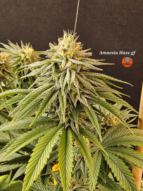 Amnesia go fast. Week 12
