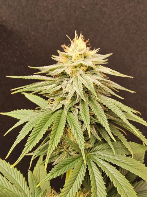 Amnesia go fast. Week 12