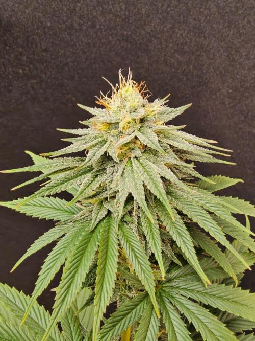 Amnesia go fast. Week 12