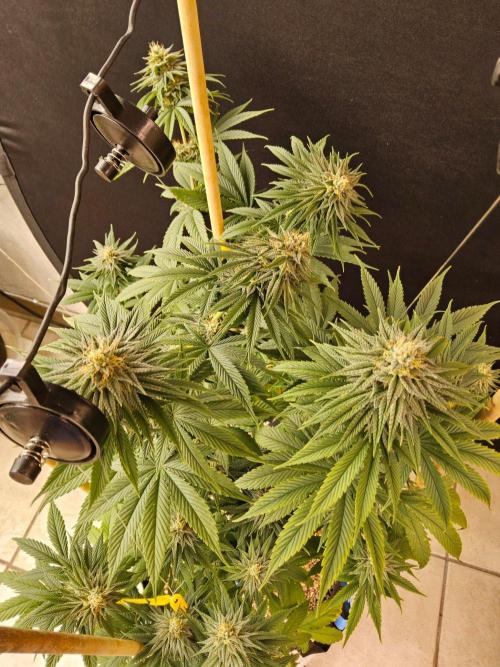 Amnesia go fast. Week 12