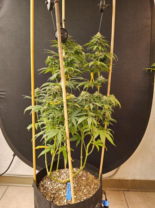 Amnesia go fast. Week 12