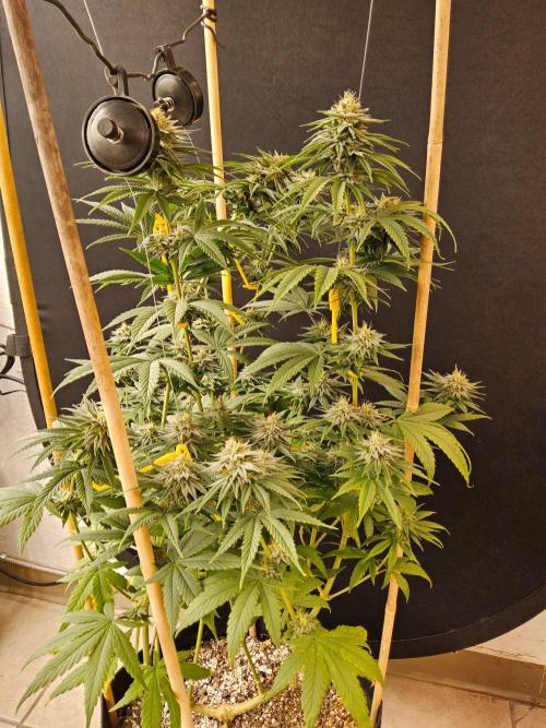 Amnesia go fast. Week 12